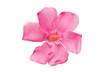 pink oleander flowers isolated
