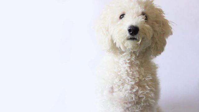 White poodle dog looking in camera on white background