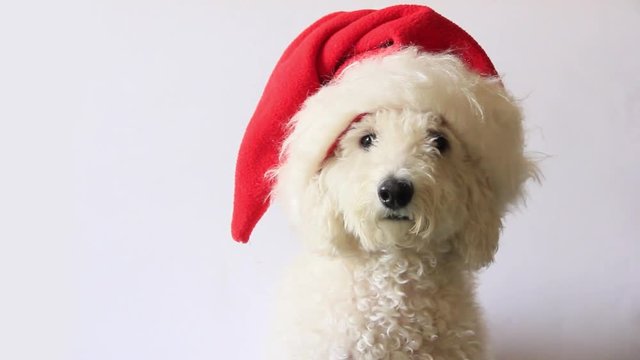 Dog in Santa hat looking camera on white background