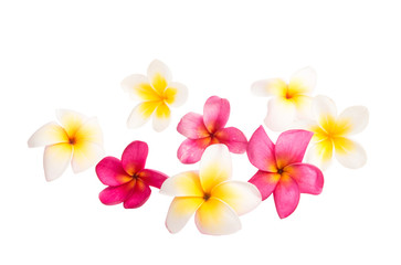 frangipani (plumeria) flower isolated