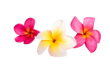 frangipani (plumeria) flower isolated