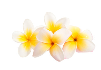 Fototapeta na wymiar frangipani (plumeria) flower isolated