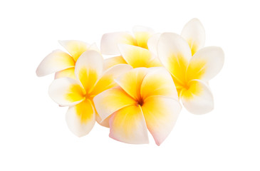 Obraz na płótnie Canvas frangipani (plumeria) flower isolated