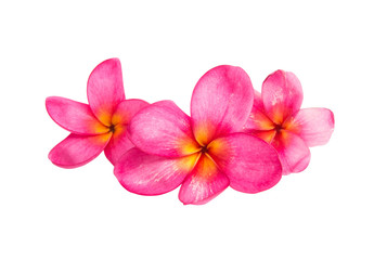 Fototapeta na wymiar frangipani (plumeria) flower isolated
