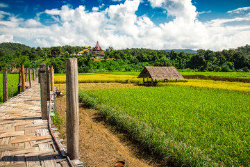 Zutongpae Bridge with rice field scene nature background