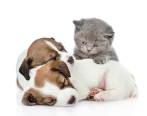 Kitten and sleeping puppies Jack Russell.  isolated on white background