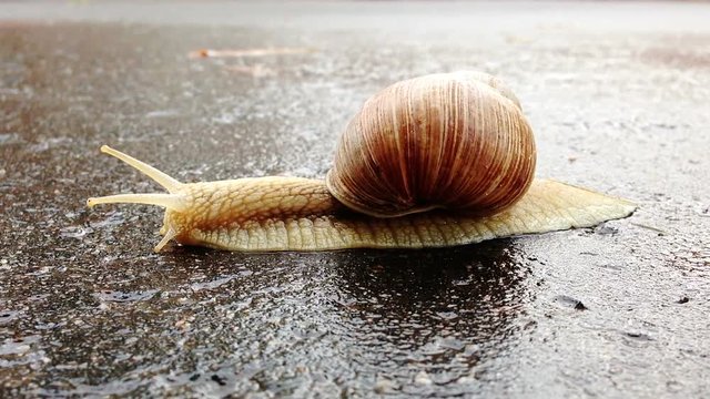 Snail crosses the street on wet asphalt after rain.