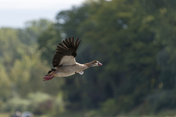 Nilgans Alopochen aegyptiacus im Flug