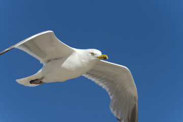 Silbermöwe (Larus argentatus) im Flug.