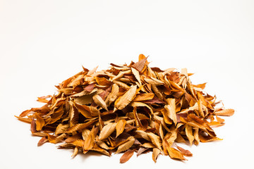 Filemot on a white background of in autumn