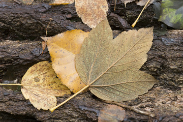 Blätter auf einem Baumstamm