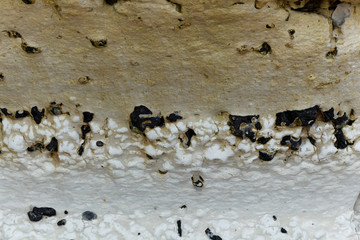 Black flint pebbles in limestone of Cretaceous age