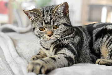 Black Golden Tabby - spielt mit der Decke