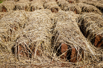 Drying mud bricks in Uganda. The straw is used to keep the mud bricks protected for rain and sun. A brick is building material used to make walls, pavements and other elements in masonry construction.