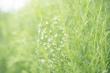 Closeup nature view of grass on blurred background