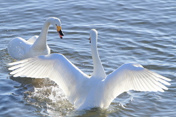 翼を広げる白鳥　Swans spreading wings