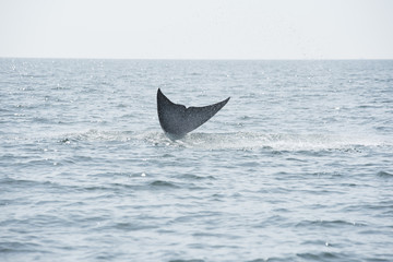 Fototapeta premium Bryde's whale, Whale in gulf of Thailand..