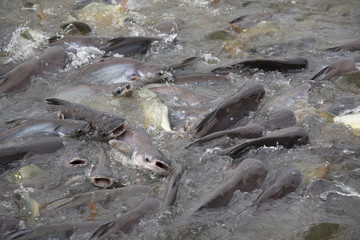 fishes crowd In the pond