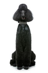 beautiful black poodle dog isolated on white - 182134995