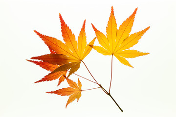 Beautiful autumn maple leaves on white light box 
