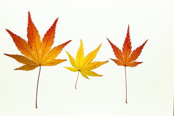 Beautiful autumn maple leaves on white light box 