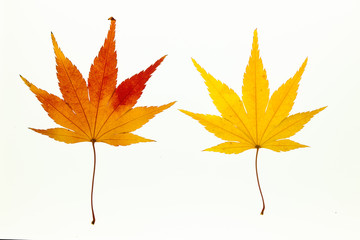 Beautiful autumn maple leaves on white light box 