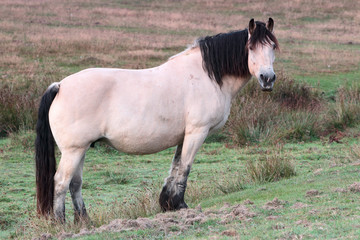 na pastwisku ze skrępowanymi sznurem przednimi nogami © Janusz Lipiński
