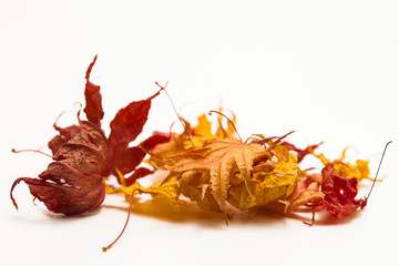 Sort of Filemot maple leaf on a white