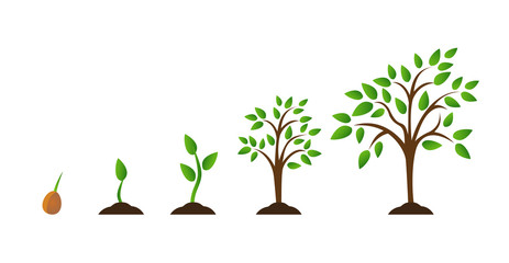 Fototapeta premium Schemat wzrostu drzewa z zielonym liściem, natura roślin. Zestaw ilustracji z fazami wzrostu roślin. Płaski styl.