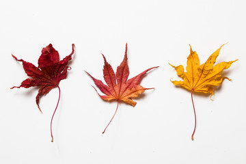 Sort of Filemot maple leaf on a white 