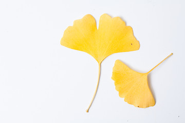 Yellow ginkgo leaf on a white background