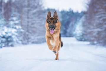 German shepherd dog running in winter