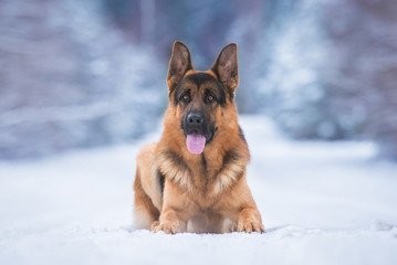 German shepherd dog in winter