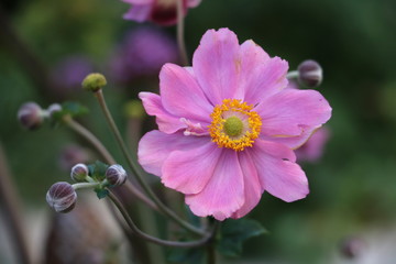 Fototapeta premium Herbstanemone in Pink