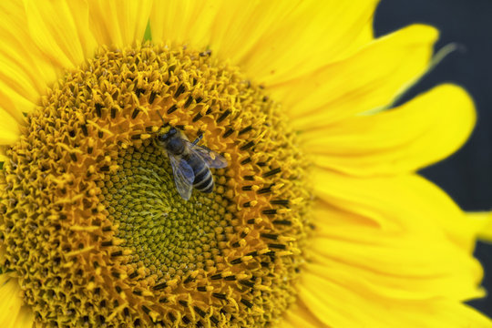 Fototapeta big beautiful sunflower and bee