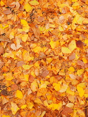 Fallen leaves background