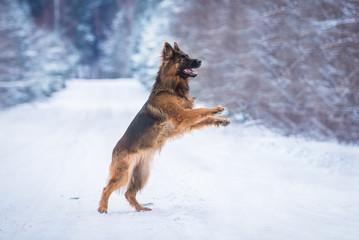 Happy german shepherd dog playing in winter