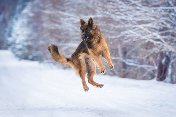 Obraz premium Happy german shepherd dog playing in winter