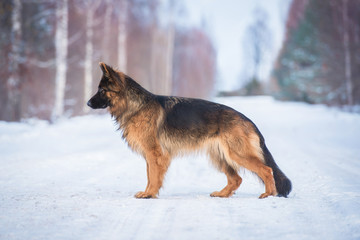 German shepherd dog in winter