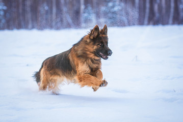 German shepherd dog running in the snow in winter