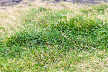 green grass on Dyrholaey peninsula in Iceland