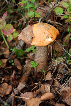 Mushroom boletus on the background of vegetation of the tundra of the Kola Peninsula