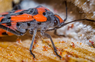 black beetle closeup