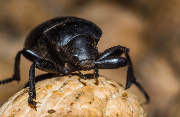 black beetle closeup