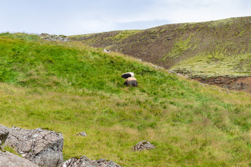 icelandic sheeps on green hill slope in Iceland