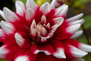 Obraz premium Red and white Dahlia (Dahlia x hortensis)