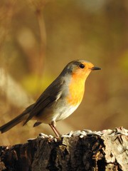Beautiful robin