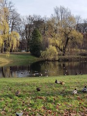 Kaczki w parku © michalsen