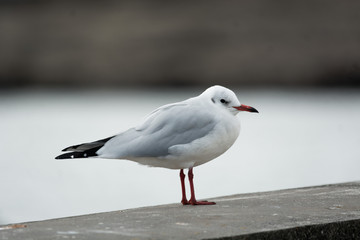 Mouette sur un mur .