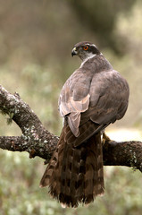 Adult female of Northern goshawk, Accipiter gentilis